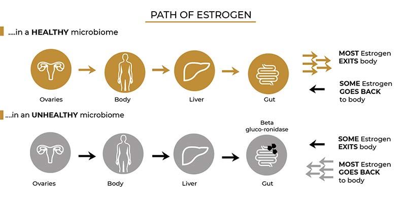 Path of estrogen showing a healthy microbiome and an unhealthy microbiome.